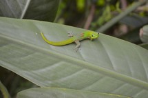 Small gecko in the lush jungle