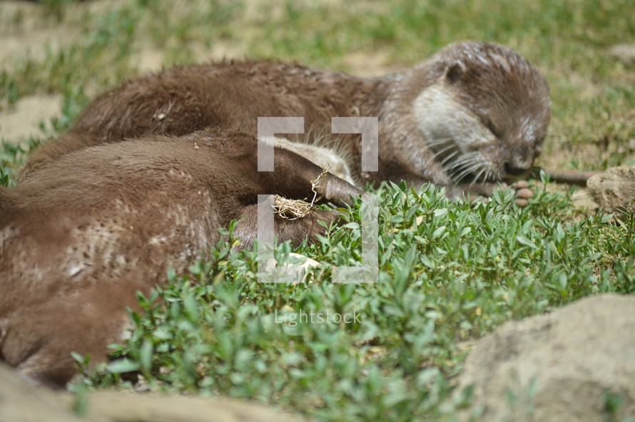 napping otters 