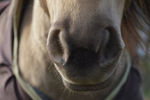 horse muzzle 