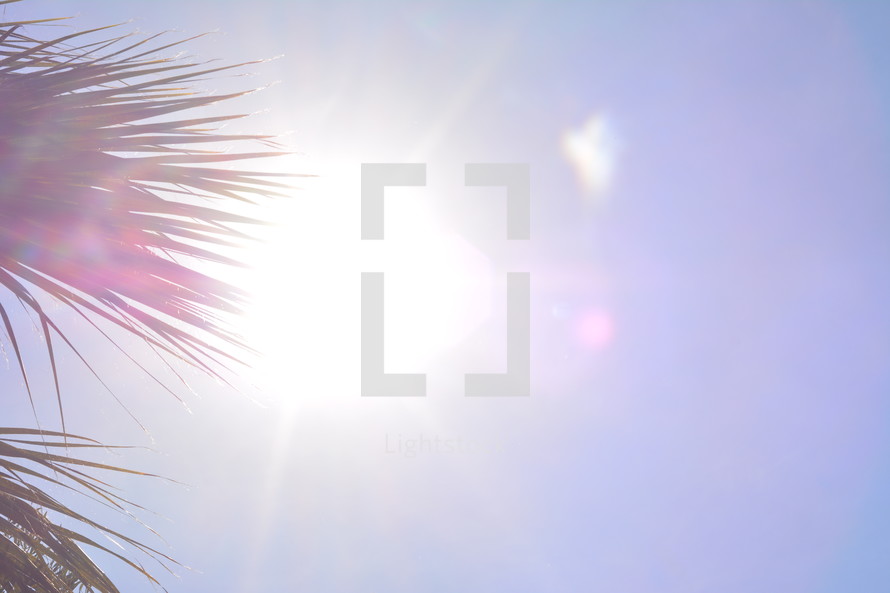 bright sunlight and palm tree fronds 