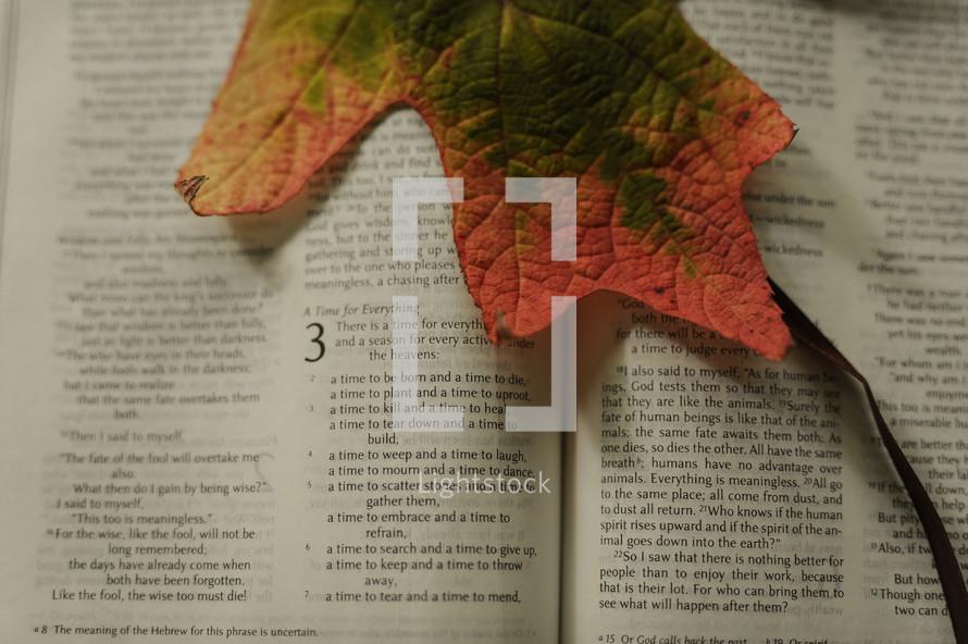 fall leaf on the pages of a Bible 