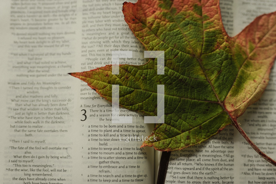 fall leaf on the pages of a Bible 