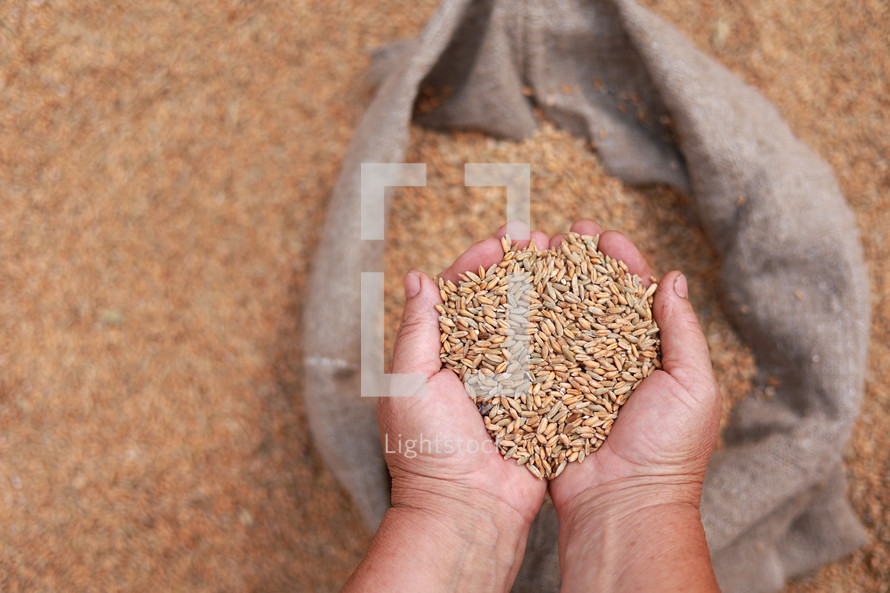 Wheat grains in a hand after good harvest of successful farmer. Hands of farmer puring and sifting wheat grains in a jute sack. agriculture concept. Business man checks the quality of wheat
