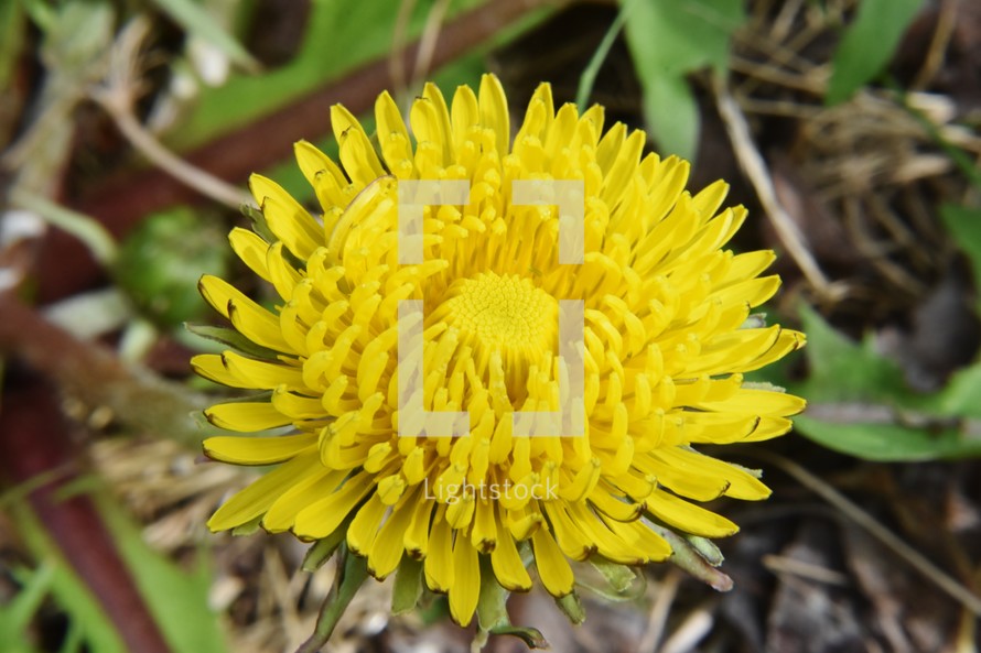 dandelion flower closeup 