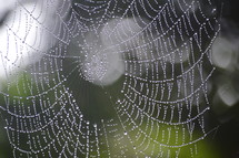 wet spider web 