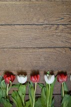 row of red and white tulips 