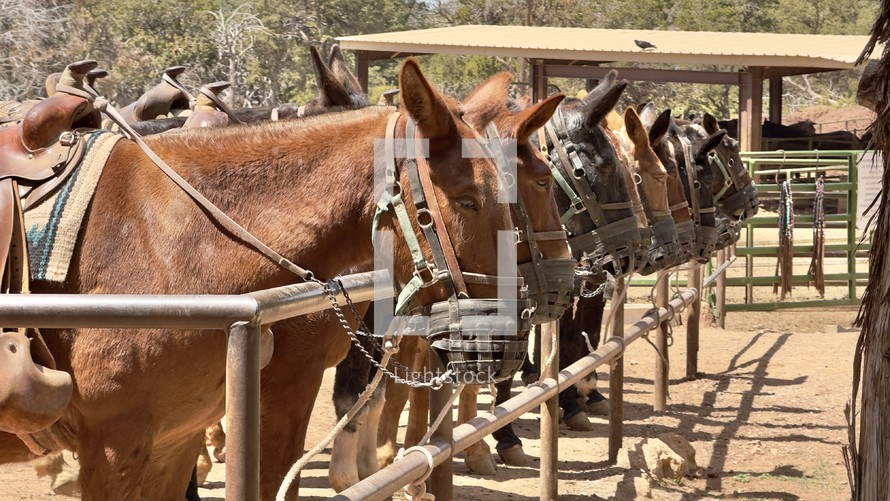 Grand Canyon mules.