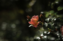 a pink rose in sunlight 