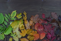 colorful autumn leaves in color gradient on brown wood with copyspace above
