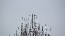 a bird resting in a tree top 