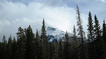 tall trees and a snow covered mountain peak 