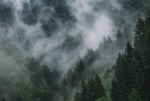 Misty spruce forest