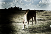 Horse eating grass in a pasture.