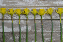 row of yellow daffodils 