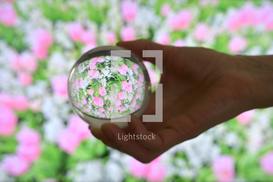Glass Lens ball and Field of tulips in summer