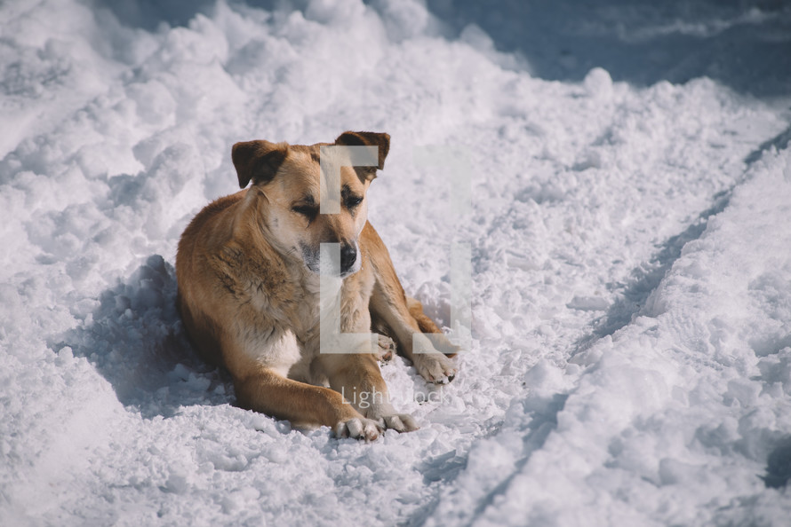 Dog sitting on the snow