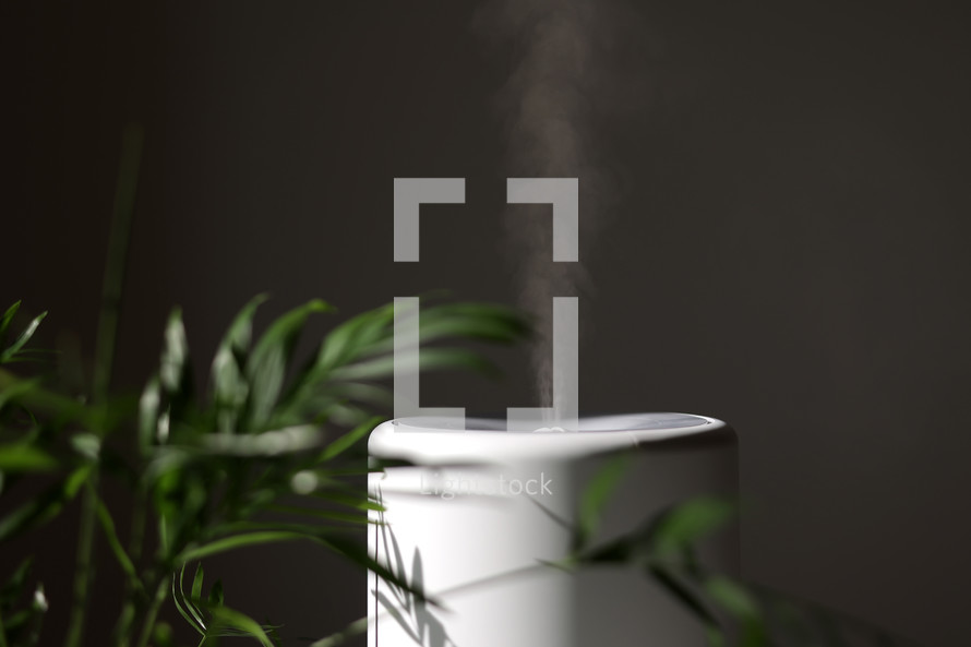 Air purifier and humidifier releases strong stream of cold steam close green houseplant. Care and hydration of houseplants in dry air. Healthy lifestyle concept. Fresh air, cleaning and removing dust.