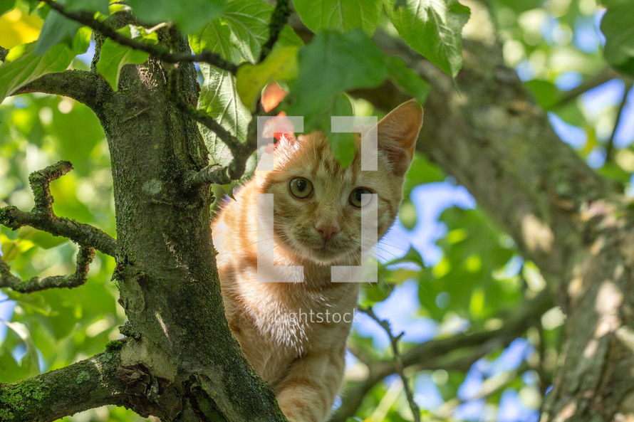 a cat in a tree 