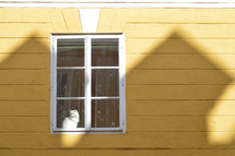 white cat in a window 