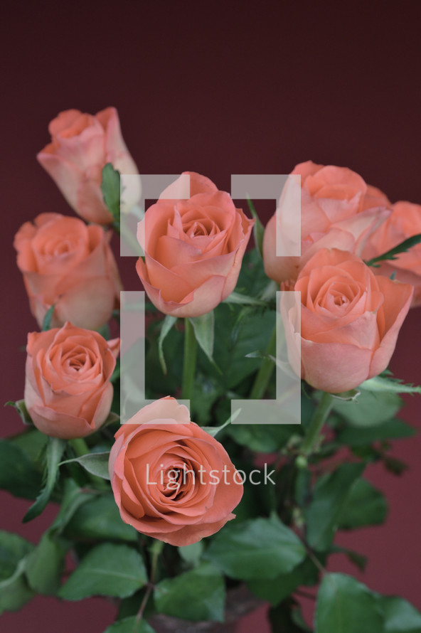 bouquet of pink roses 