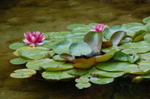 lily pads 