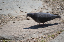 pigeon on a beach 