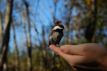 a song bird in a hand 