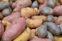 multicolored potatoes