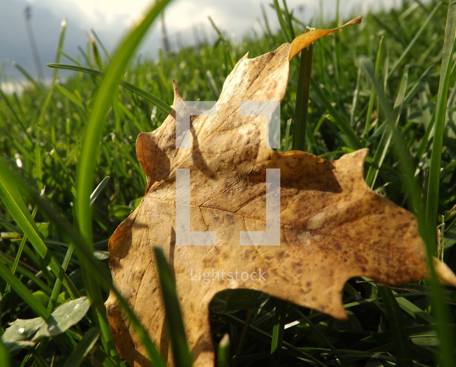 Autumn leaf on the lawn.