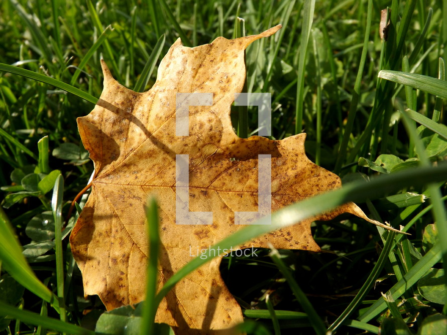 Autumn leaf on the lawn.