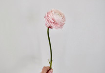 a hand holding up a pink flower 