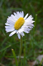 extraordinary daisy double as wide as normal 