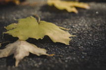 fall leaves on asphalt