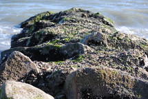 moss covered rocky shore along an ocean