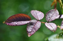 water droplets on leaves 