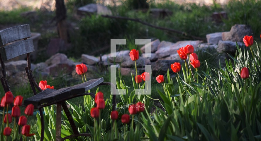 Tulip Haven (red tulips and bench) 