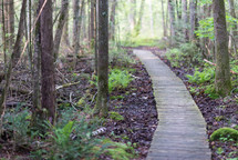 wooden boardwalk path through the woods 