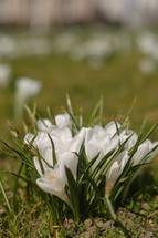 white crocus flowers 