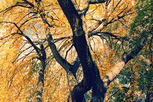 fall trees with yellow, orange, and green leaves