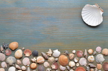 variety of seashells on cyan wooden plank