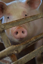 cute pig in a pigsty with the focus on the snout