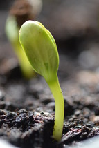 A new beginning: New seed starts to grow. 
new, seed, plant, grow, growing, sprout, sprouting, germinate, germinating, germling, germ, germ bud, vegetation, hotbed, start, starting, begin, beginning, spring, sow, sowing, planting, New Year, new beginning, fresh, garden, gardening, farm, farming, nature, natural, earth, ground, seeds, young plant, young, growth, creation, season