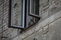 cat in an opened window 