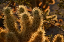 cactus in the wilderness with backlight. 
wilderness, desert, waste, wasteland, cactus, cacti, cactuses, thorn, sting, spike, aculeate, prickle, plant, vegetation, eremic, deserticolous, dry, dead, bleak, barren, prepare, preparation, prep, devoid, empty, flat, hill, sand, dryly, drily, withered, sere, desiccated, dried up, deserted, lonely, solitary, alone, desolate, lonesome, isolated, isolation, forlorn, quiet, silence, rest, tranquility, quietness, Moses, trek, tramp, peregrination, long, hot, way, backlight, frontlighting, contre-jour, light, sun, sunshine, evening, sundown, sunset, shining, shine, burn, gleam, gleaming, glow, glowing, blaze, radiance, luminescence, brilliance, illuminated, illuminate, illuminating, illumination, yellow, orange, pointed, spiky, peaked, sharp