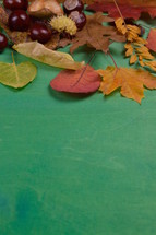 fall leaves border on green 
