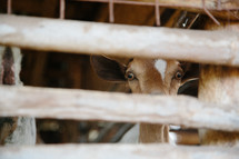 a goat peeking through a fence 