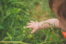 child reaching for tomatoes in a garden 