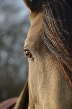 horse eye 
