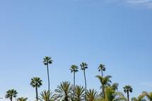 tall palm trees against a blue sky 