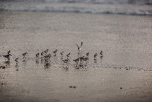 Ocean birds in the water at the shoreline.
